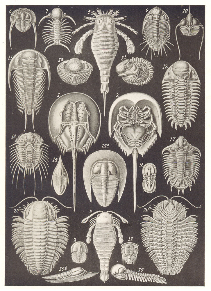 TRILOBITES KING CRAB. Limulus moluccanus; Eurypterus Fischeri; Pterygotus 1907